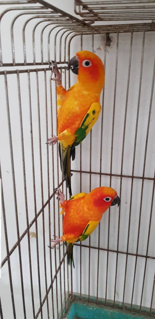 نمونه شماره4