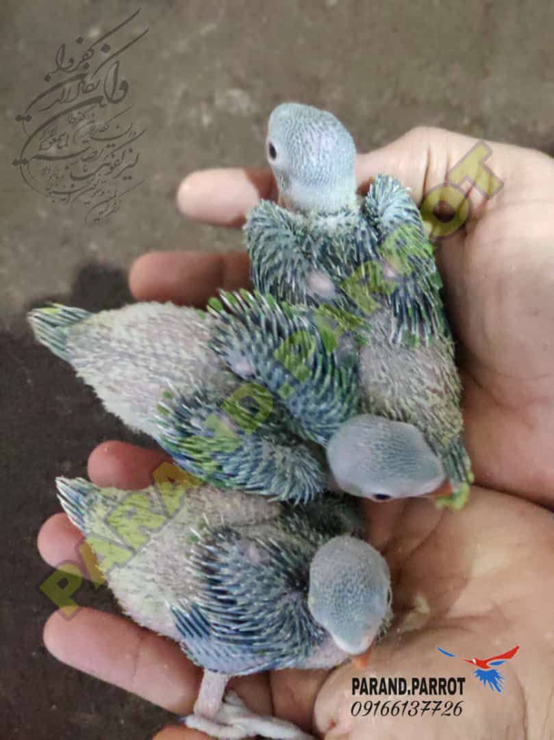 نمونه شماره2